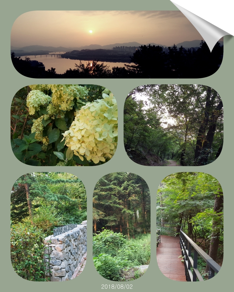 collage4.jpg