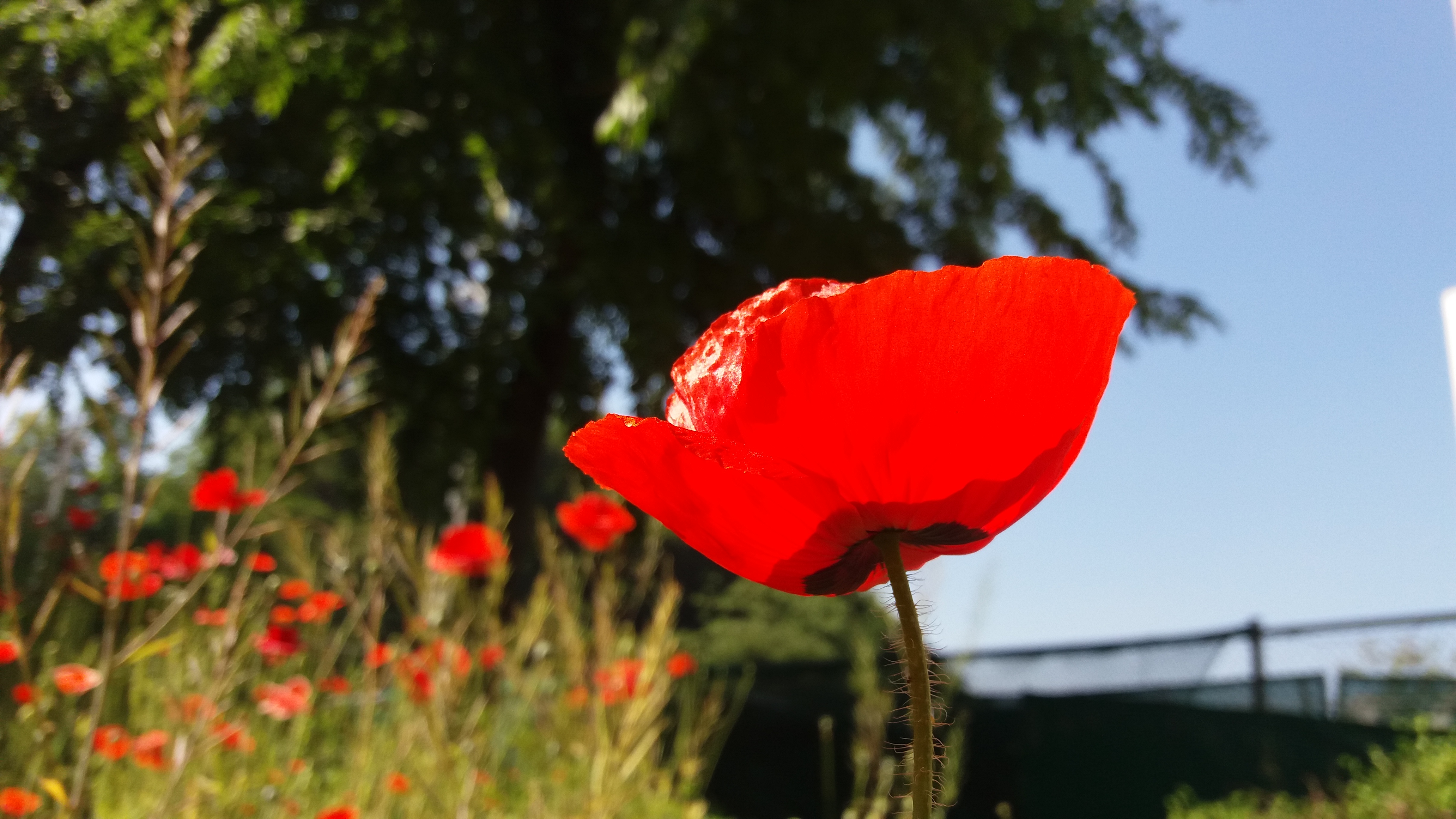 20170527_093459.jpg