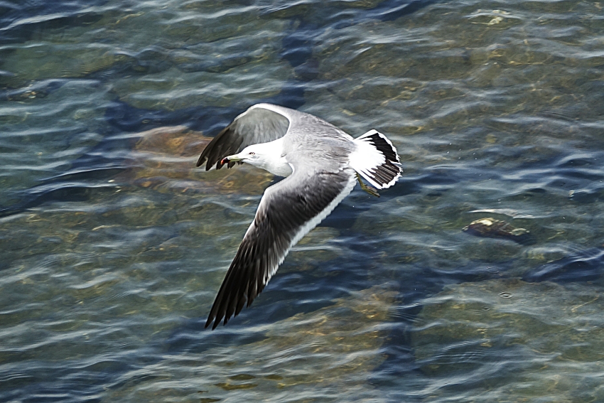 DSC04650.JPG