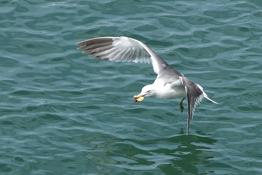 DSC04579.JPG