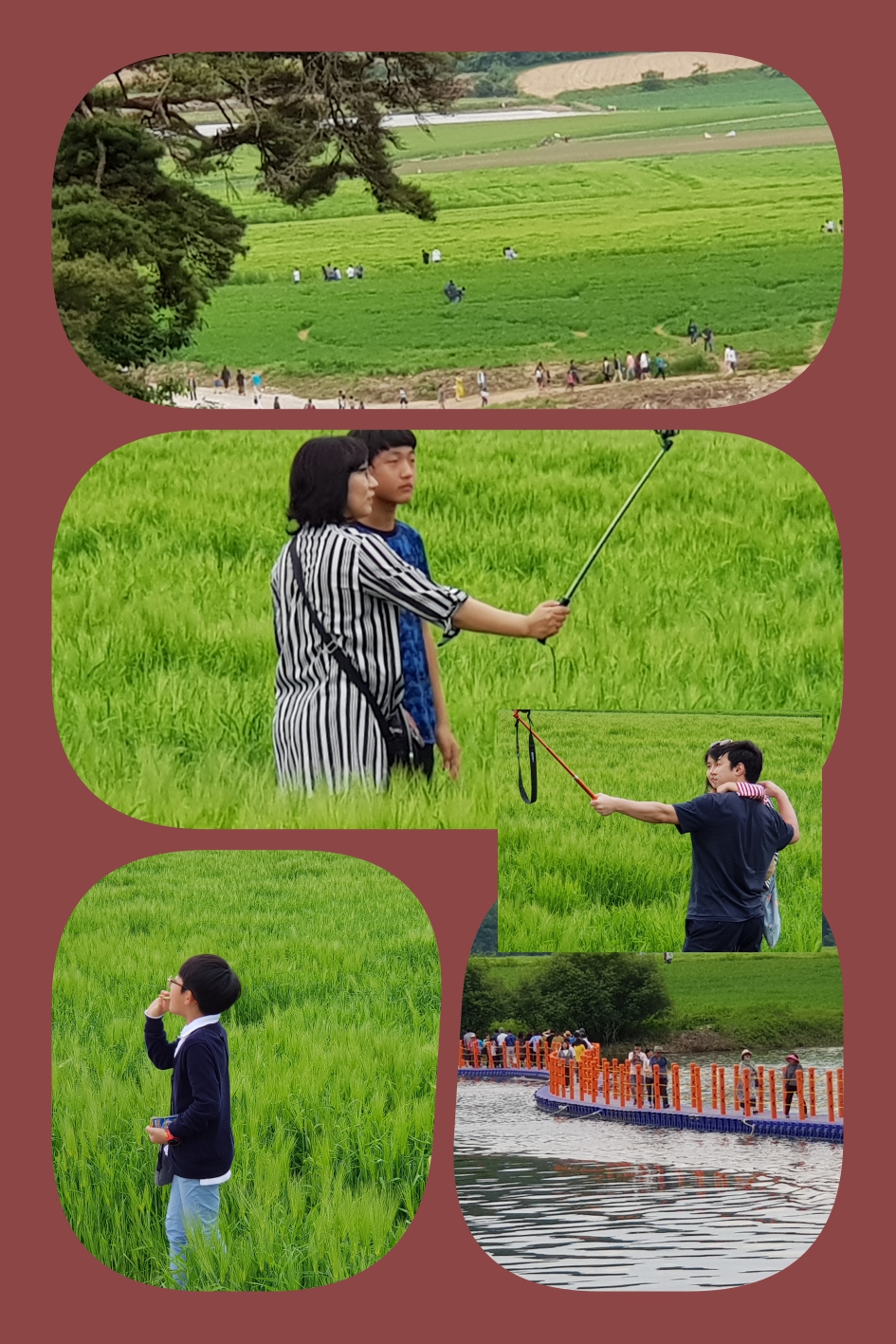 섬마을 보리밭 6.jpg