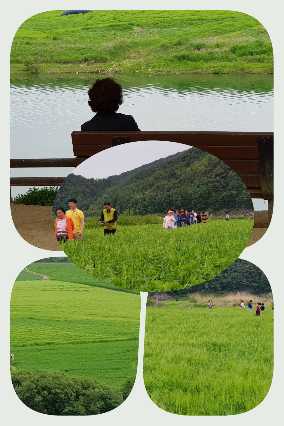 섬마을 보리밭 8.jpg