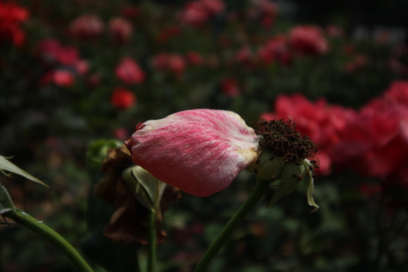 꾸미기_꾸미기_IMG_2253.JPG