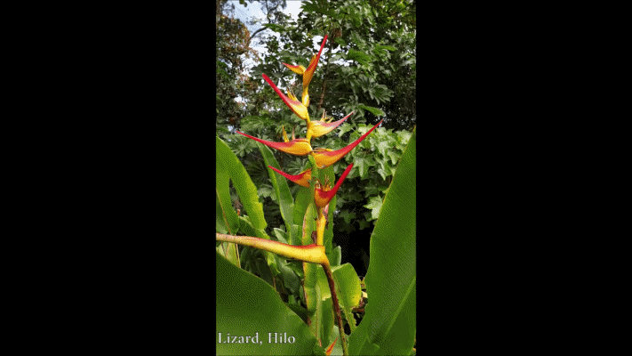 Lizard, Hilo.gif