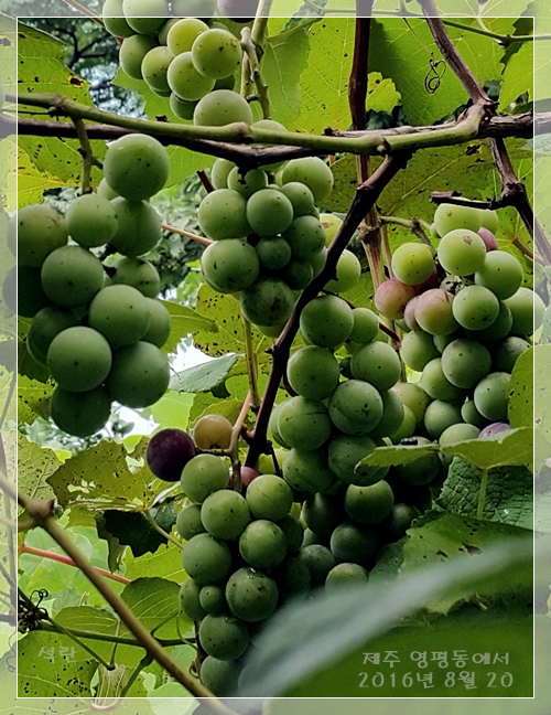 20160820_113009.jpg