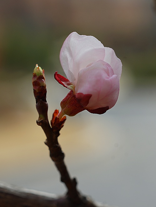 DSC04576.JPG