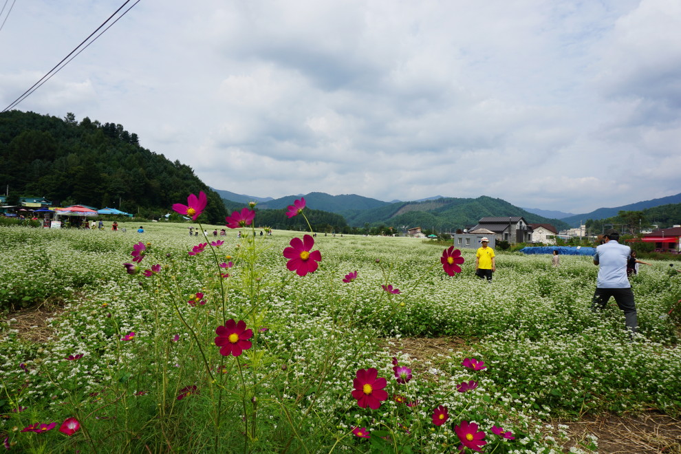 DSC074730011.JPG