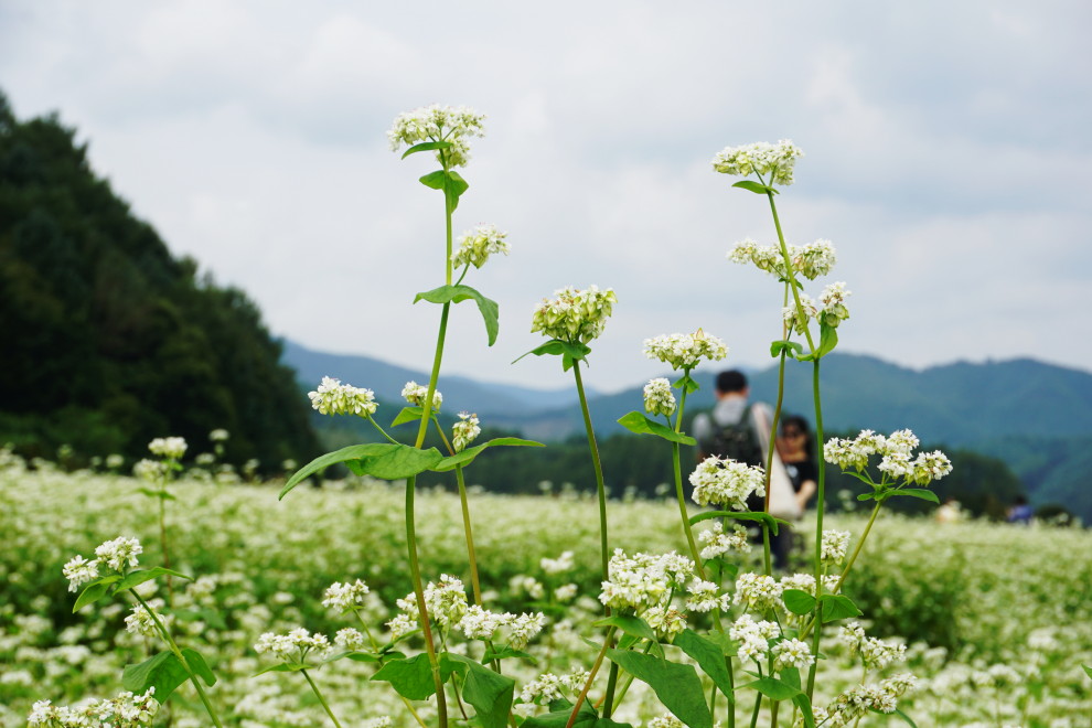 DSC074760012.JPG
