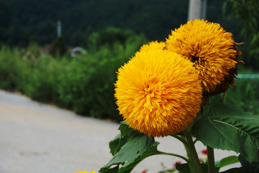 DSC074590002.JPG