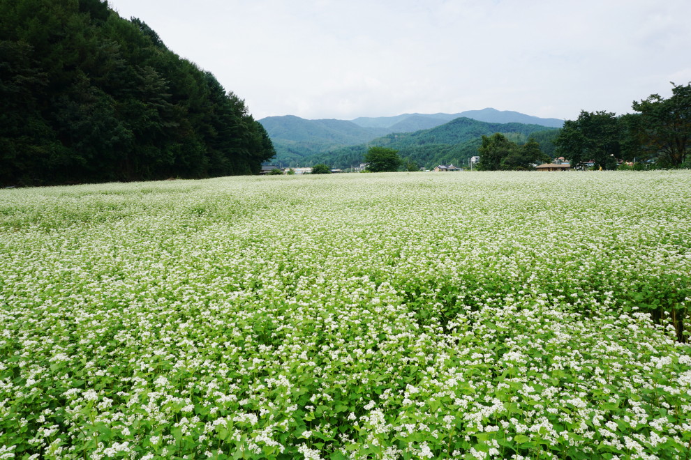 DSC074850016.JPG