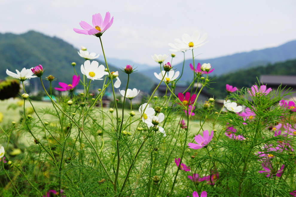 DSC074970020.JPG