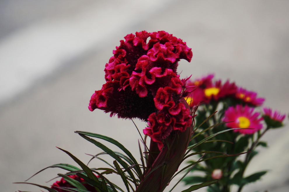 DSC075200032.JPG