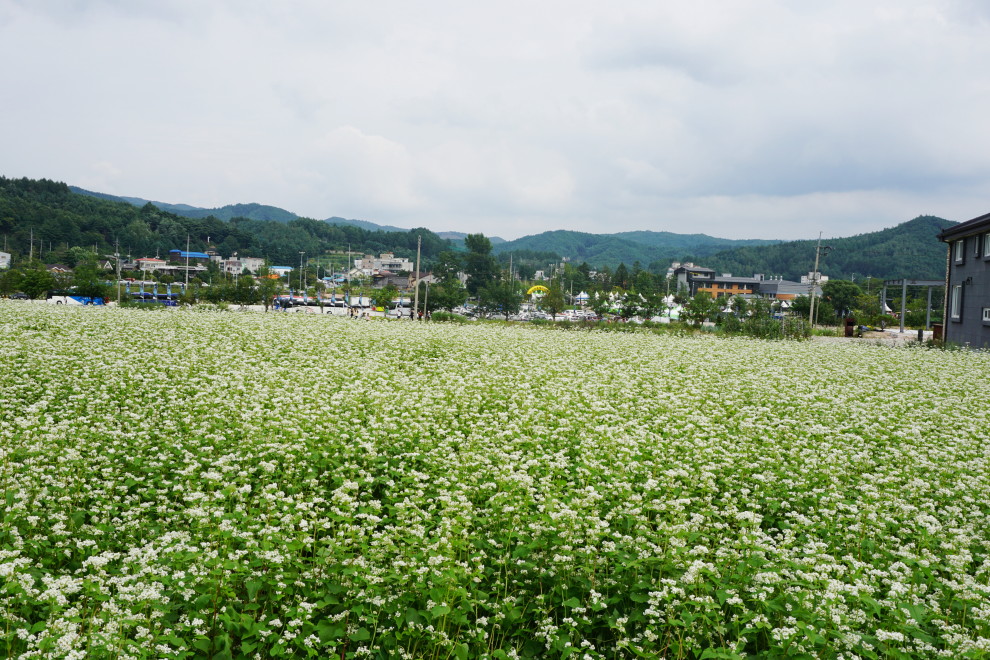 DSC074790014.JPG