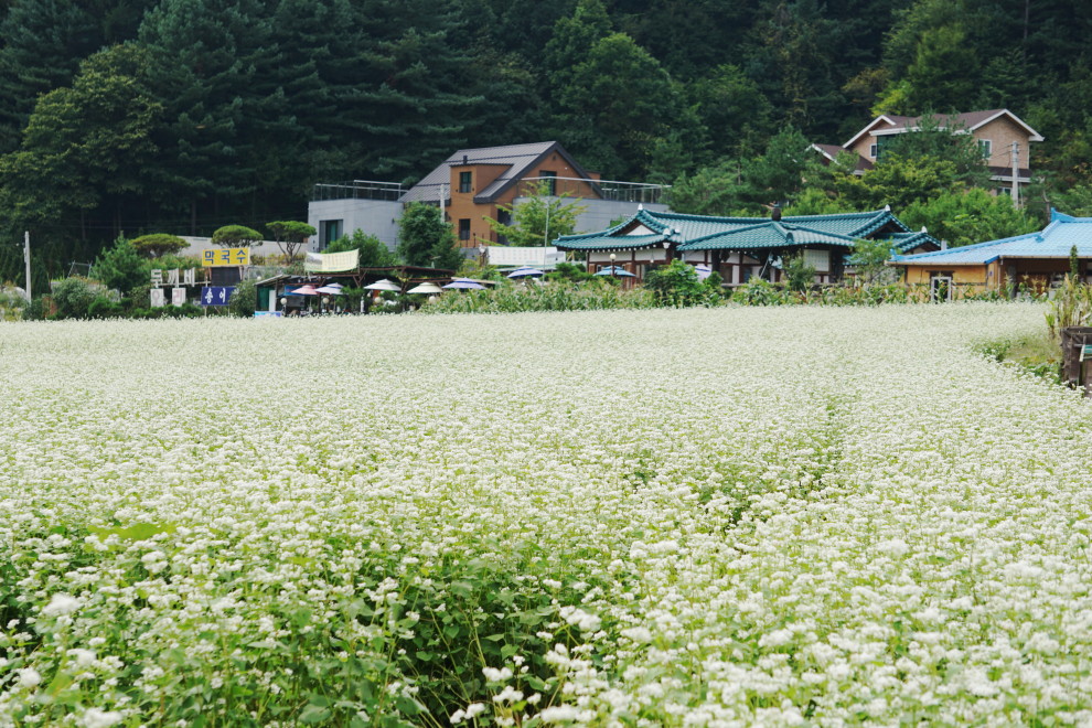 DSC074940019.JPG