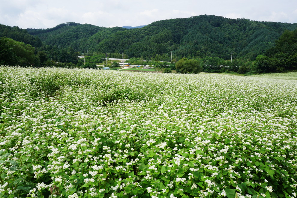 DSC074580001.JPG