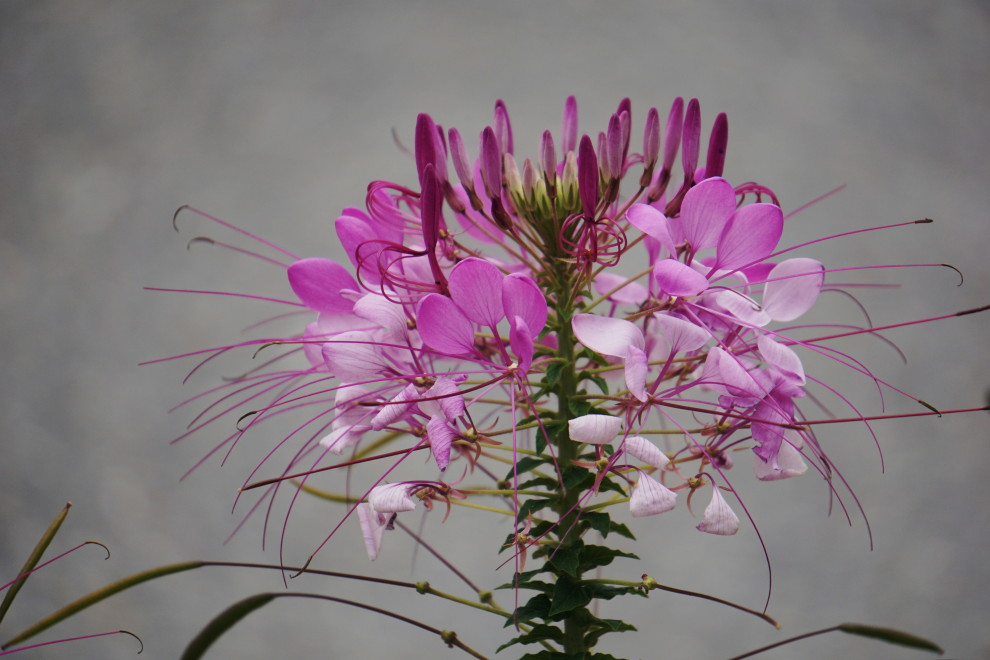 DSC075170030.JPG