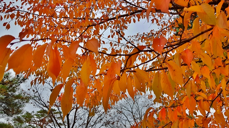 2019-11-10  (14).jpg