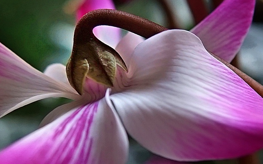 꽃 023 0.JPG