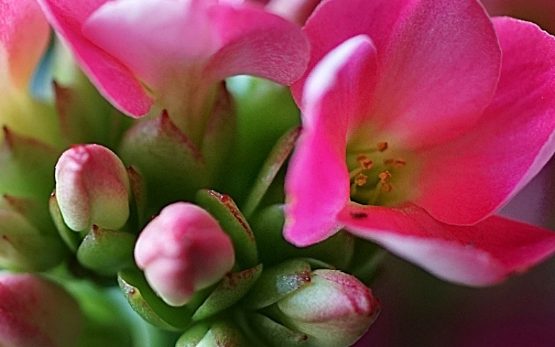 꽃 01 01.JPG