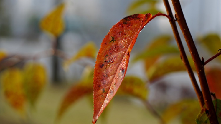 16DSC00516 0.JPG