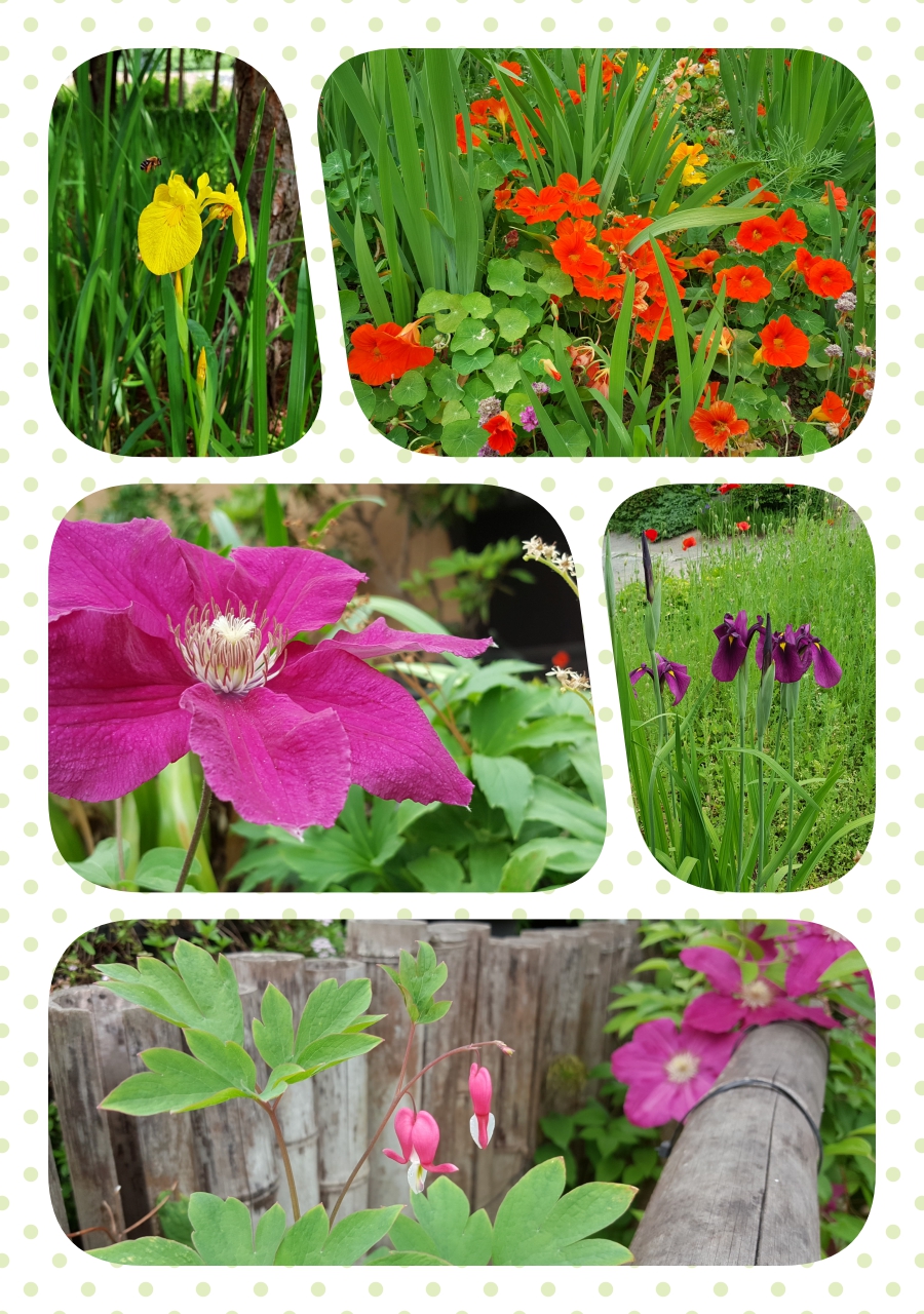 collage1.jpg