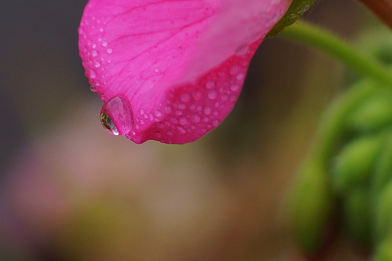 DSC02624 0.JPG