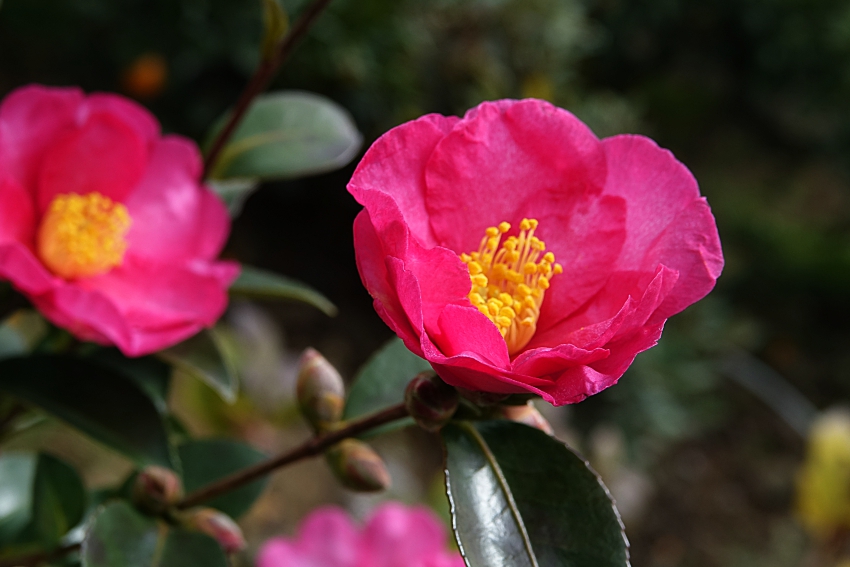 DSC01199.JPG