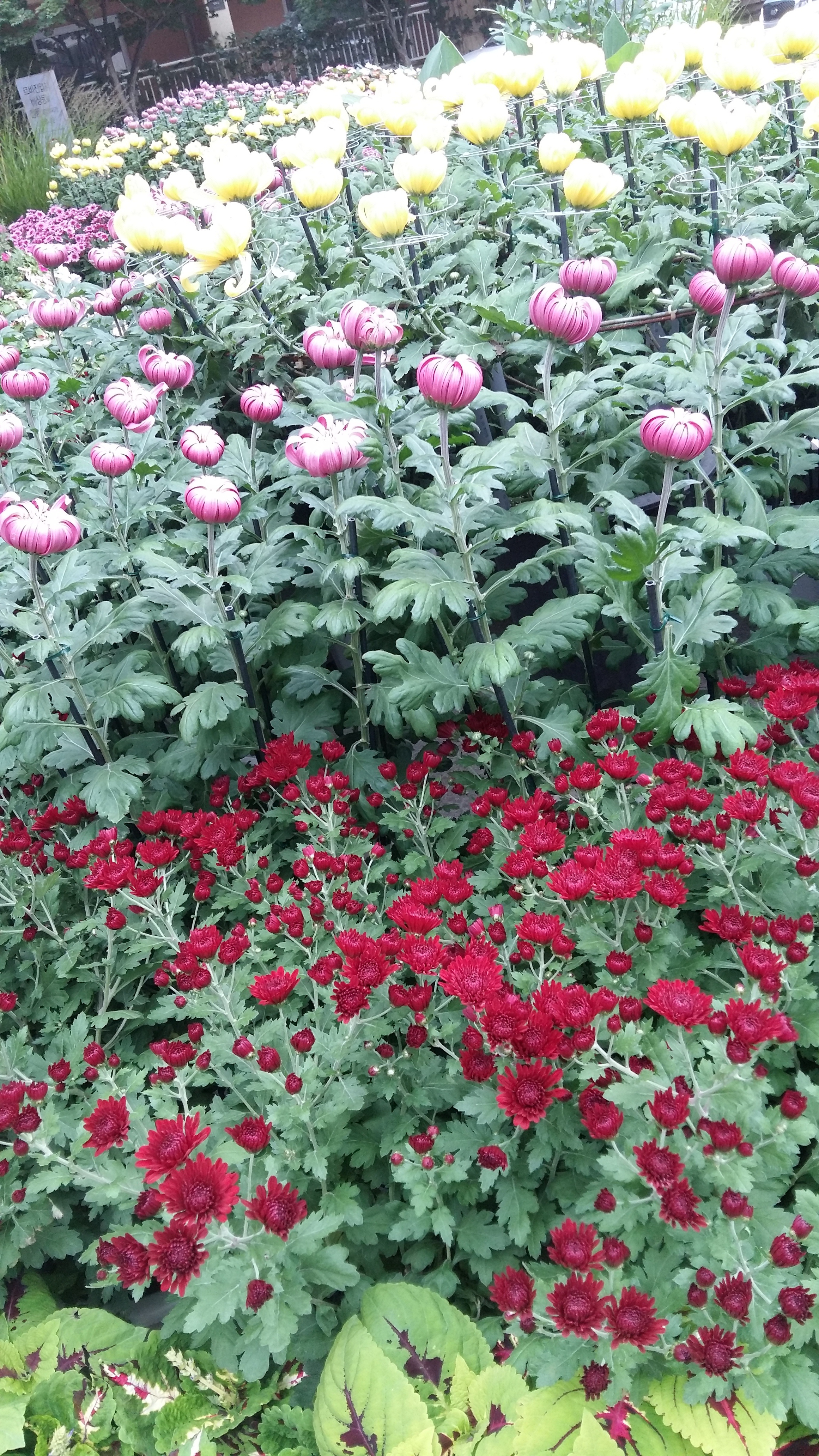 IMG_20171005_081047.jpg