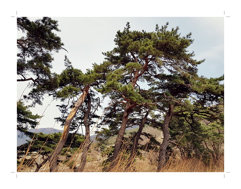 부석1편집2018년4월8일부석사4 (1) (52).jpg