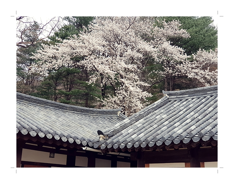부석3편집2018년4월8일부석사2 (1) (49)2018년4월11.jpg