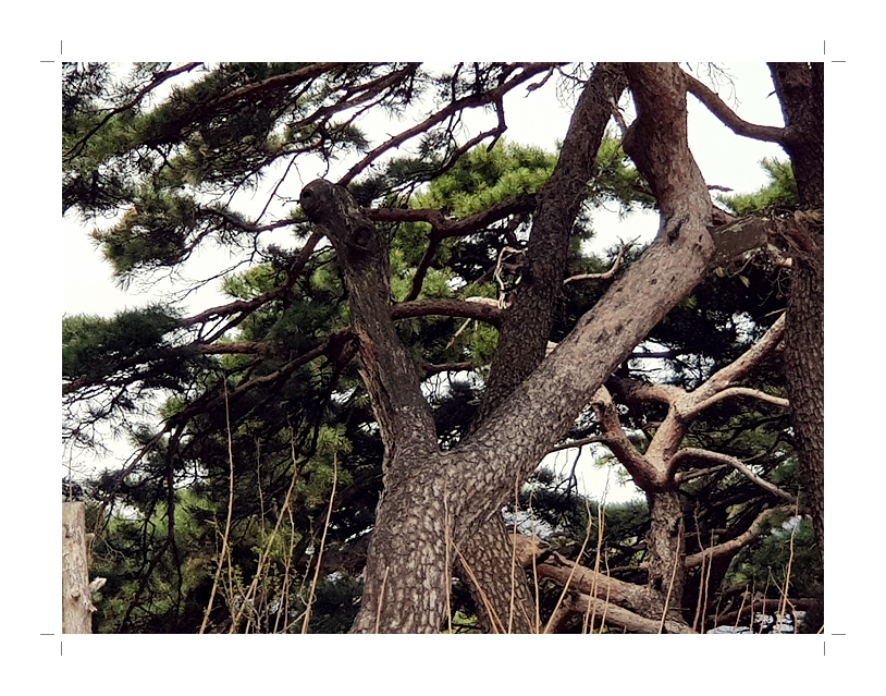부석1편집2018년4월8일부석사4 (1) (59).jpg