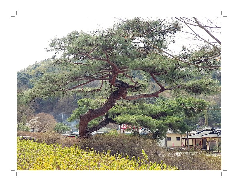 부석1편집20180408_110543.jpg