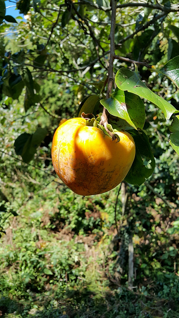 20161009_115651.jpg