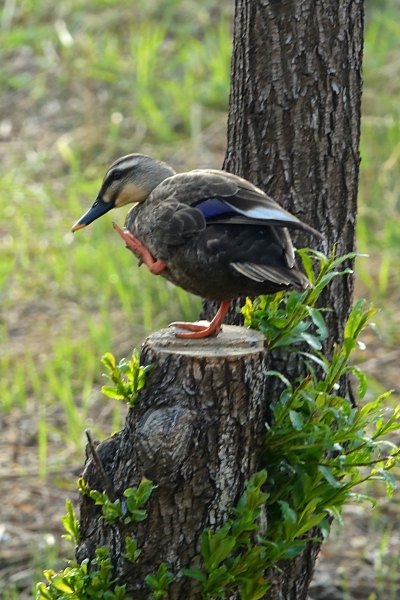 DSC05676.JPG