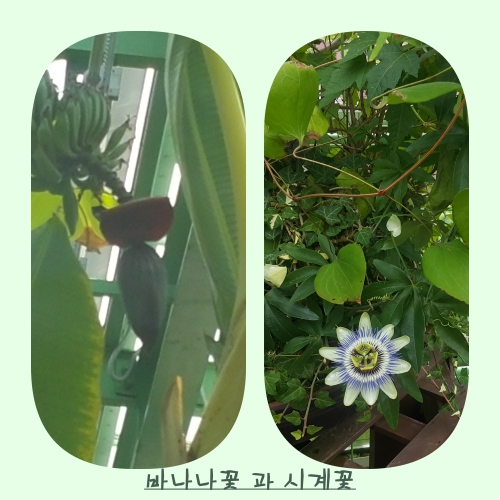 바나나꽃180529.jpg