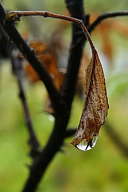 DSC07048.JPG