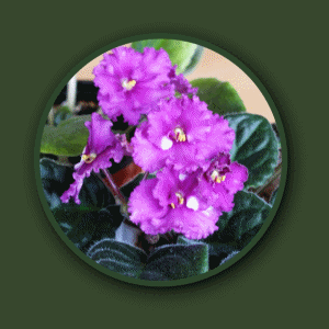 african violet.gif