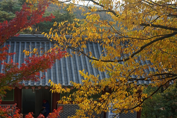 DSC02537.JPG