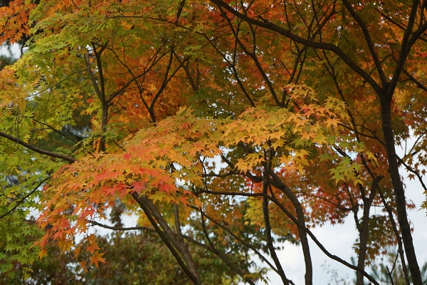 DSC02356.JPG
