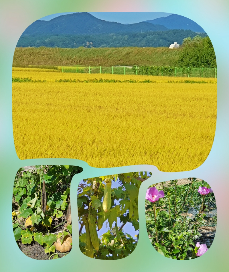 collage-4 하회마을.jpg