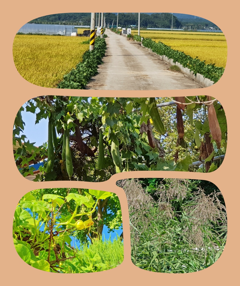 collage-3 하회마을.jpg