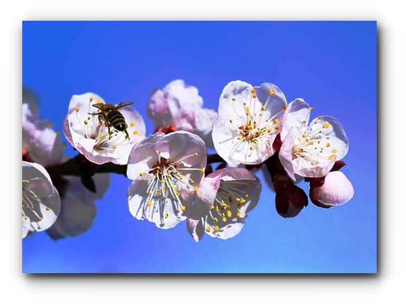 batch_flowers-4063667__340[1].jpg