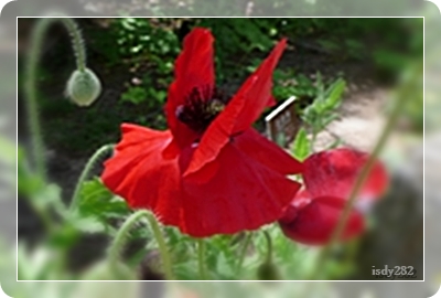 isdy282-2.JPG