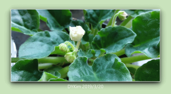 african violet-190320.gif