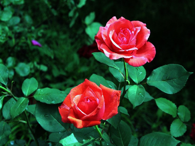 roses.jpg