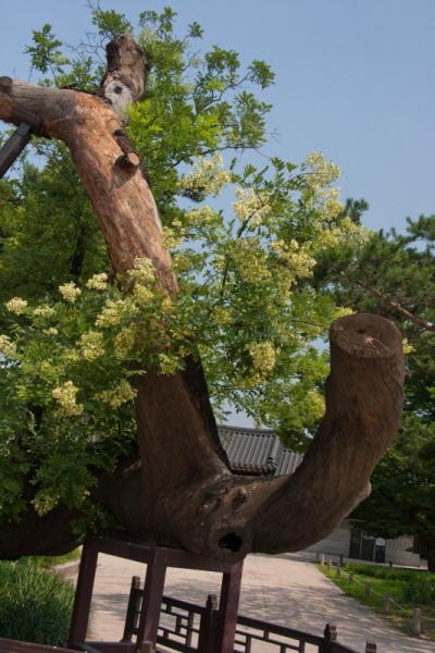 꾸미기_꾸미기_AIMG_4659.jpg