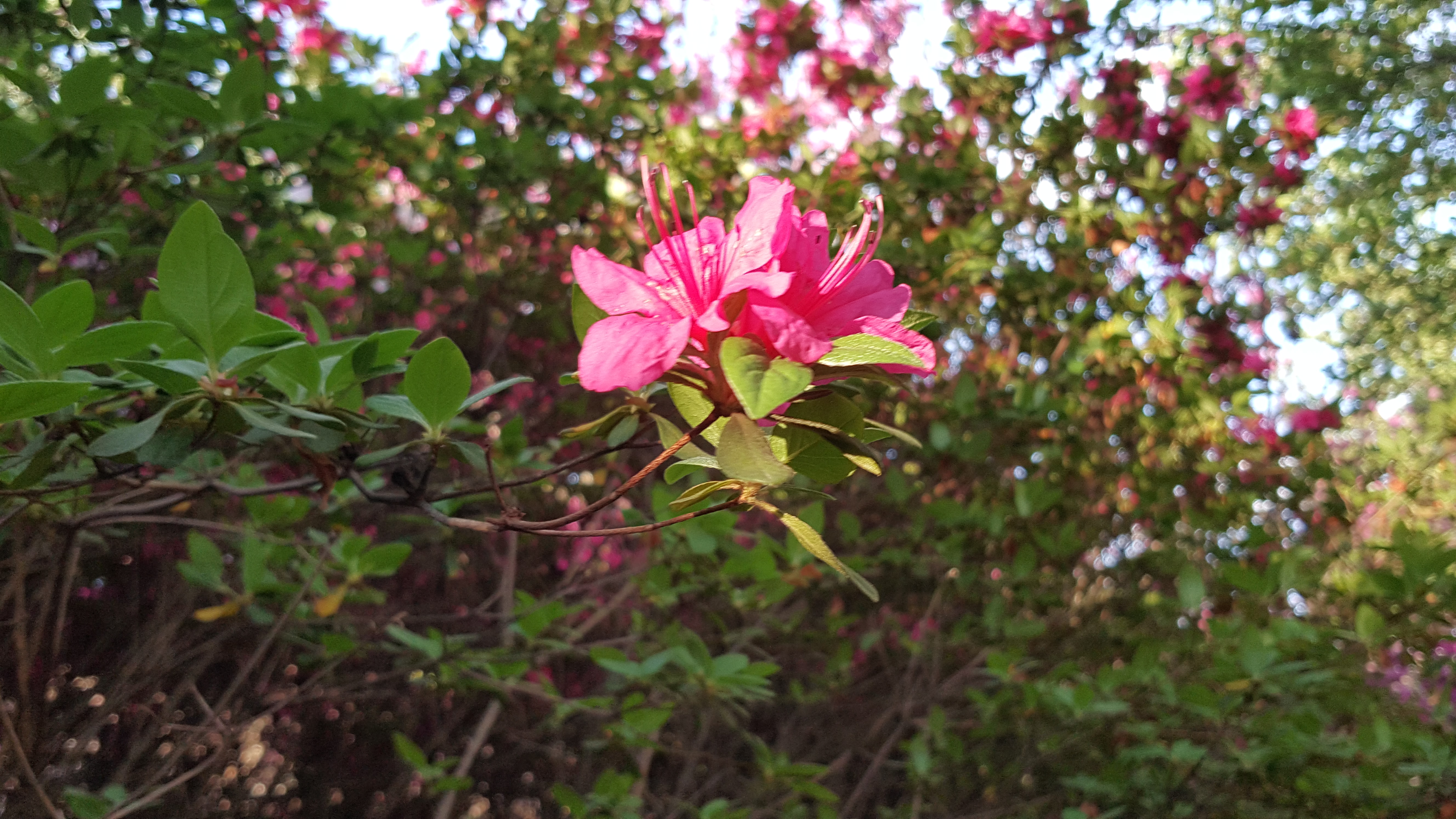 20170426_180653.jpg