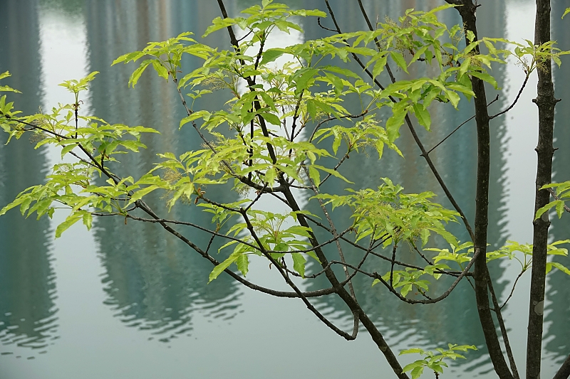 DSC07333.JPG