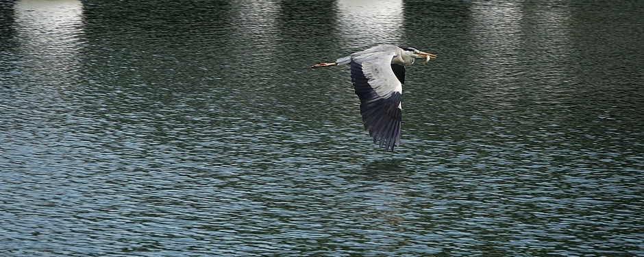DSC08324 0.JPG