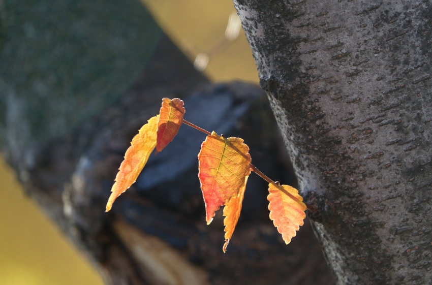 DSC08705.JPG